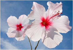 hibiscus flowers